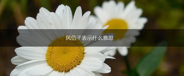 风信子表示什么意思,第1张