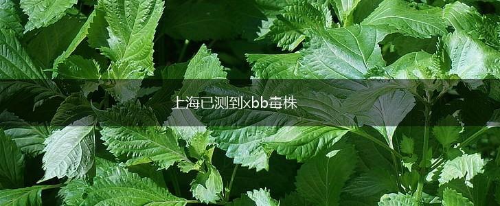 上海已测到xbb毒株,第1张