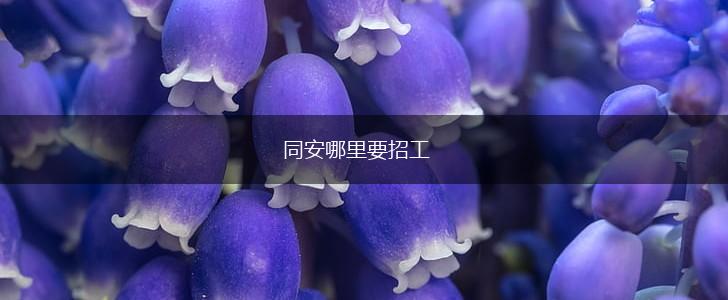 同安哪里要招工,第1张