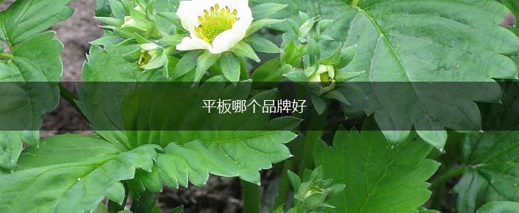 平板哪个品牌好,第1张
