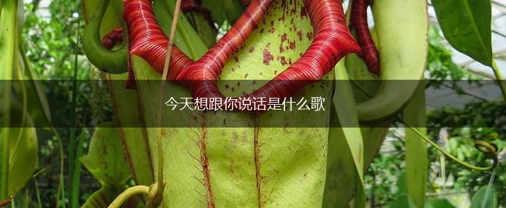 今天想跟你说话是什么歌,第1张