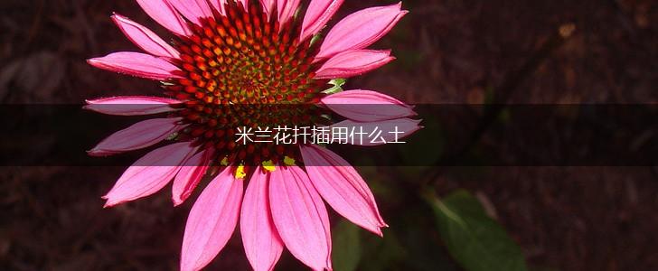 米兰花扦插用什么土,第1张