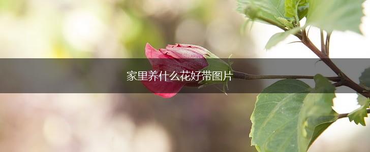 家里养什么花好带图片,第1张