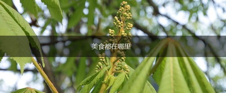 美食都在哪里,第1张