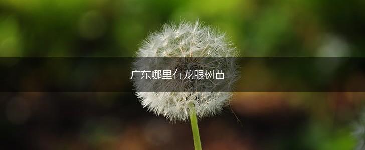广东哪里有龙眼树苗,第1张