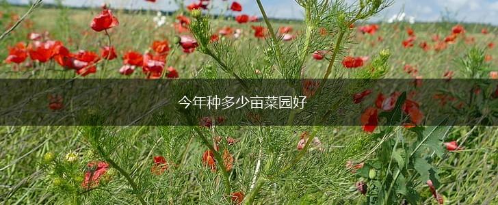 今年种多少亩菜园好,第1张
