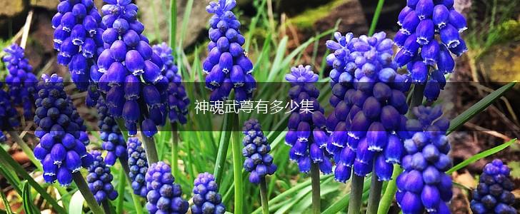 神魂武尊有多少集,第1张