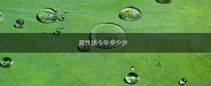 属性猪今年多少岁,第1张