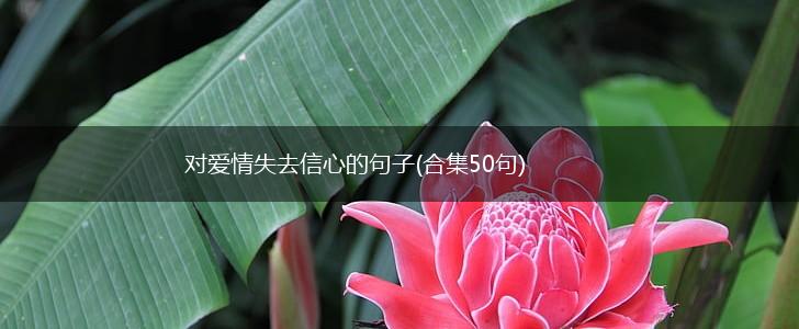 对爱情失去信心的句子(合集50句),第1张