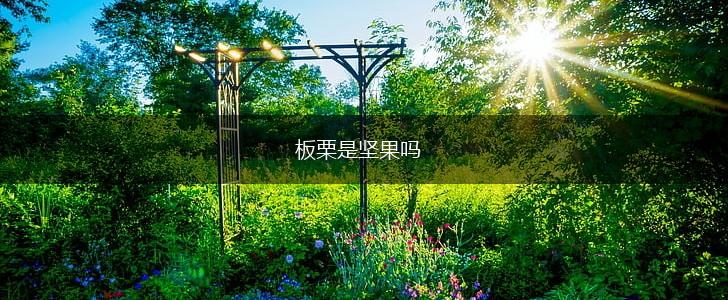 板栗是坚果吗,第1张