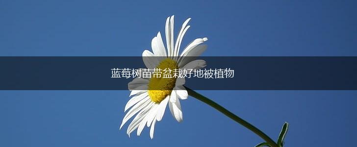 蓝莓树苗带盆栽好地被植物,第1张