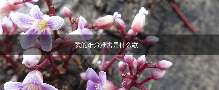 爱的难分难舍是什么歌,第1张