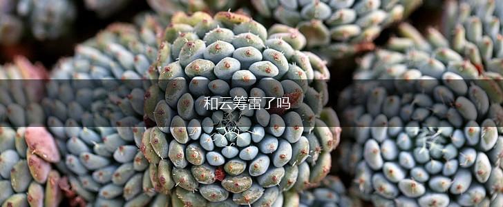 和云筹雷了吗,第1张