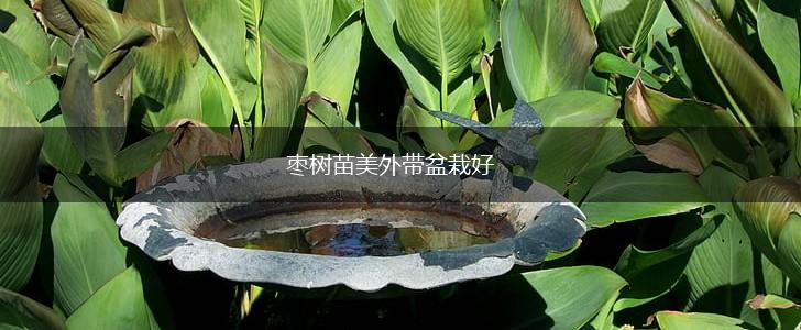 枣树苗美外带盆栽好,第1张