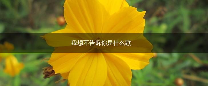 我想不告诉你是什么歌,第1张