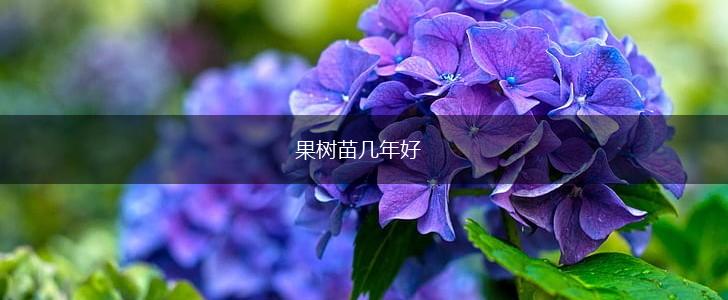 果树苗几年好,第1张