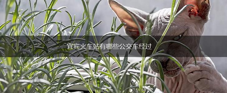 宜宾火车站有哪些公交车经过,第1张
