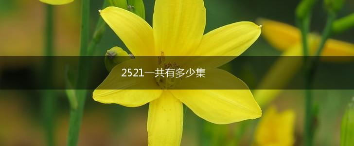 2521一共有多少集,第1张