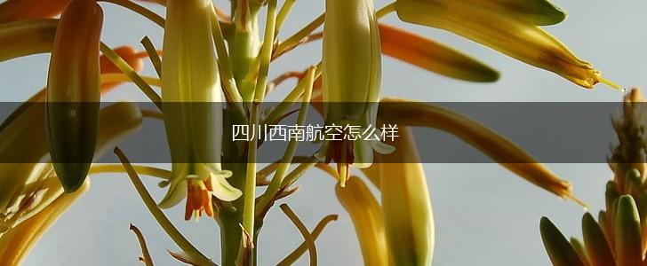 四川西南航空怎么样,第1张