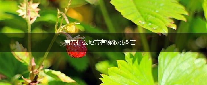 南方什么地方有猕猴桃树苗,第1张