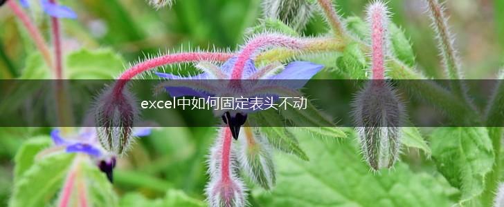 excel中如何固定表头不动,第1张