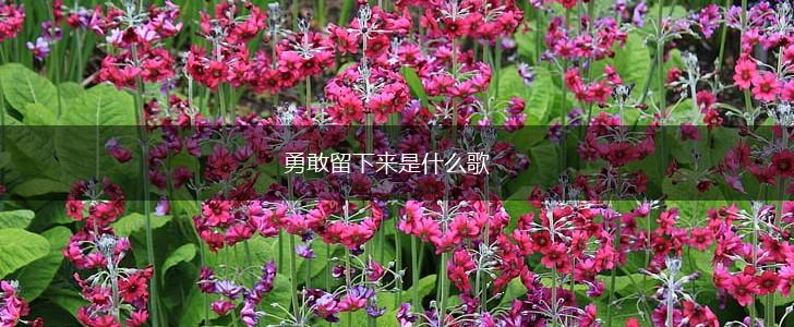 勇敢留下来是什么歌,第1张