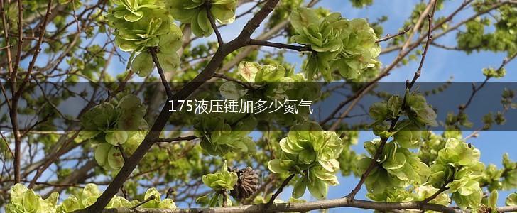 175液压锤加多少氮气,第1张