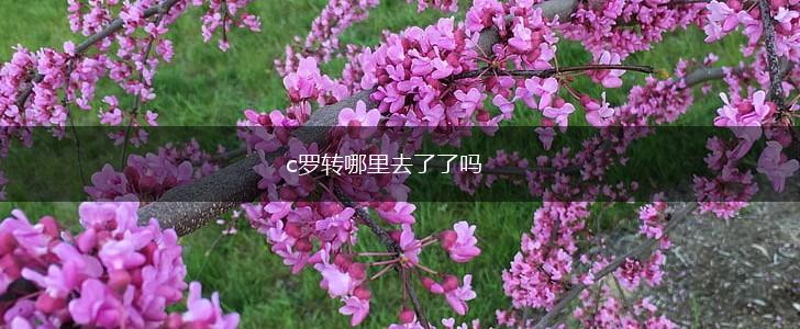c罗转哪里去了了吗,第1张