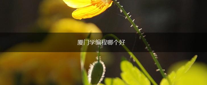 厦门学编程哪个好,第1张