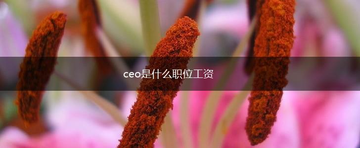ceo是什么职位工资,第1张