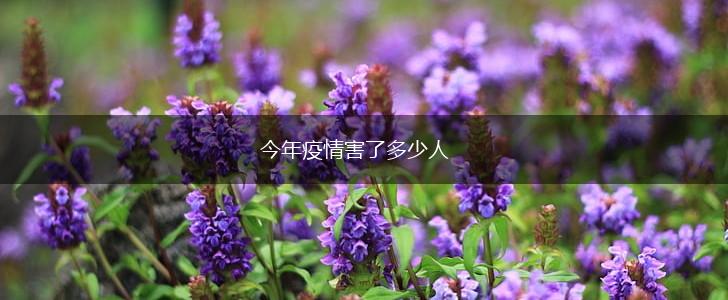 今年疫情害了多少人,第1张