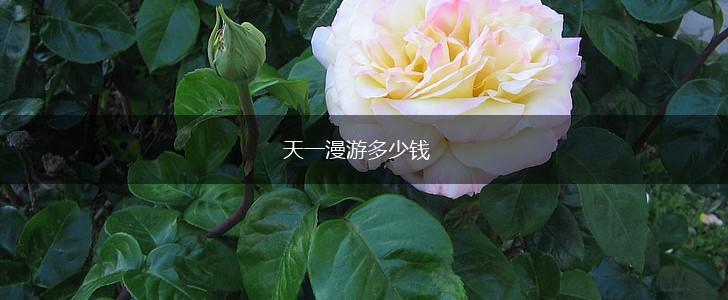 天一漫游多少钱,第1张