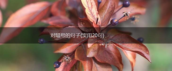 对暗号的句子(实用20句),第1张