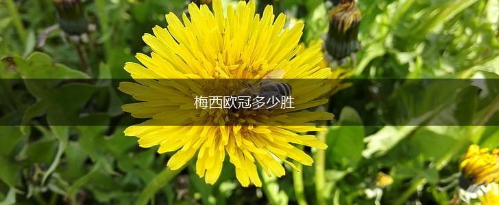 梅西欧冠多少胜,第1张