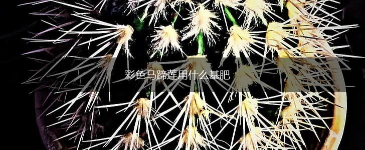 彩色马蹄莲用什么基肥,第1张