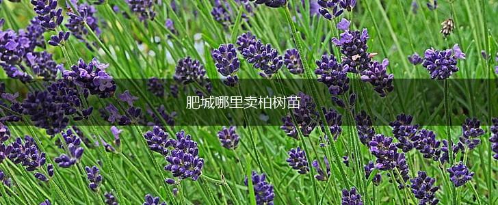 肥城哪里卖柏树苗,第1张