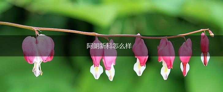 阿朗新科怎么样,第1张