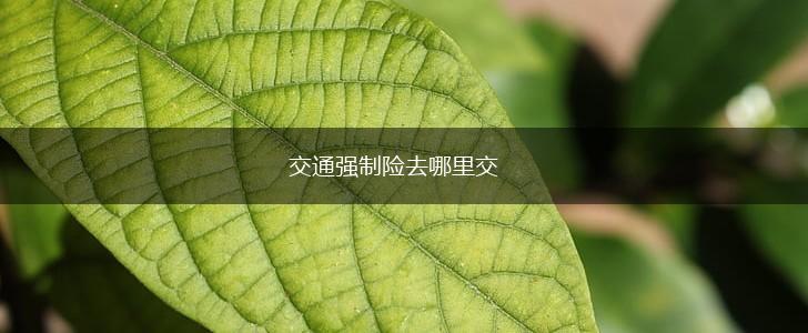 交通强制险去哪里交,第1张