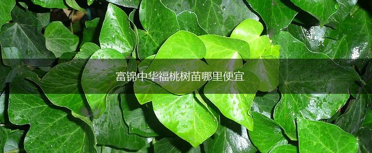富锦中华福桃树苗哪里便宜,第1张