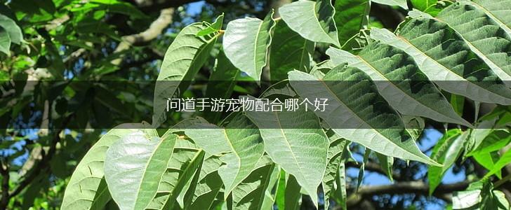 问道手游宠物配合哪个好,第1张