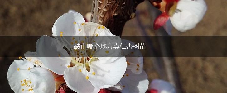 鞍山哪个地方卖仁杏树苗,第1张