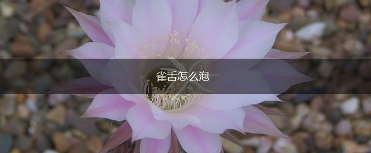 雀舌怎么泡,第1张