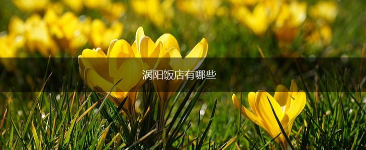 涡阳饭店有哪些,第1张
