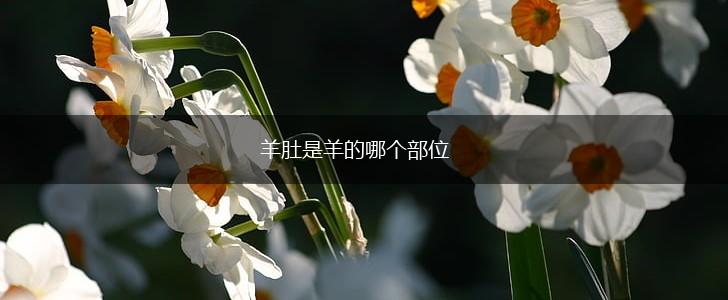 羊肚是羊的哪个部位,第1张