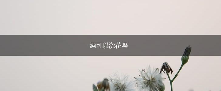 酒可以浇花吗,第1张