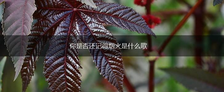 你是否还记得烟火是什么歌,第1张