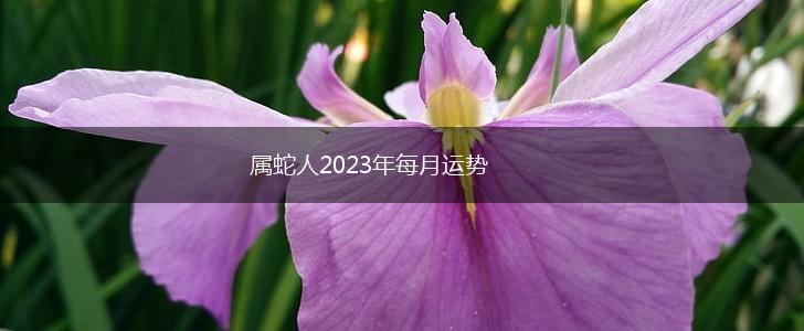 属蛇人2023年每月运势,第1张