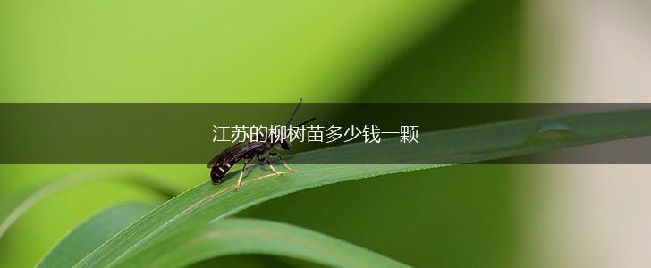 江苏的柳树苗多少钱一颗,第1张