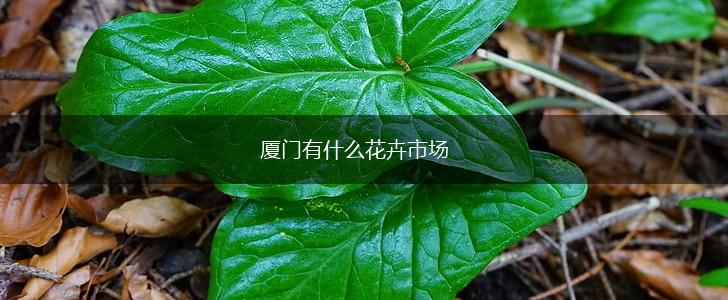 厦门有什么花卉市场,第1张