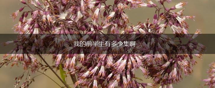 我的前半生有多少集啊,第1张